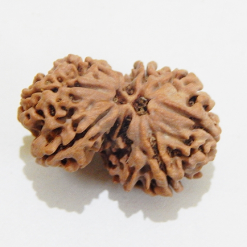 Gauri Shankar Rudraksha