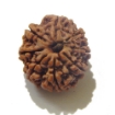 8 Face Nepali Rudraksha