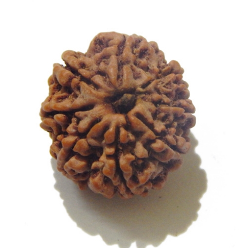 8 Face Nepali Rudraksha