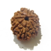 8 Face Nepali Rudraksha