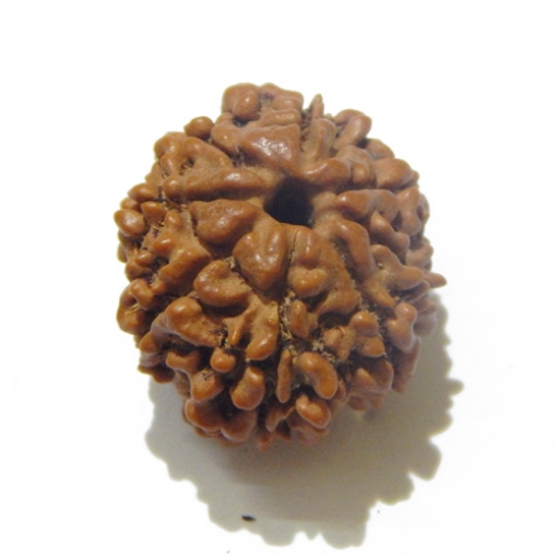 8 Face Nepali Rudraksha