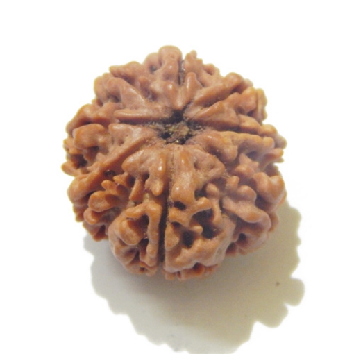 8 Face Nepali Rudraksha