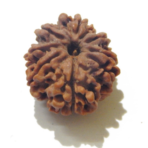 8 Face Nepali Rudraksha