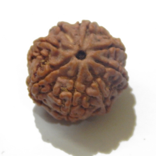 8 Face Nepali Rudraksha