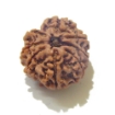 8 Face Nepali Rudraksha