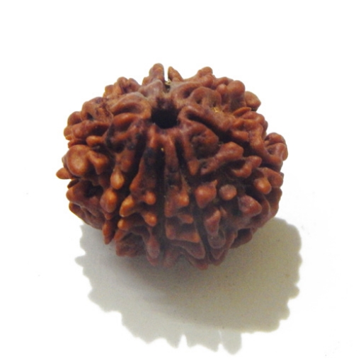 8 Face Nepali Rudraksha