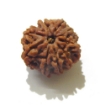 8 Face Nepali Rudraksha