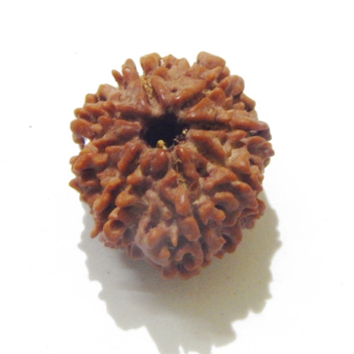 8 Face Nepali Rudraksha