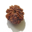 8 Face Nepali Rudraksha