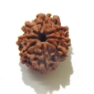 8 Face Nepali Rudraksha