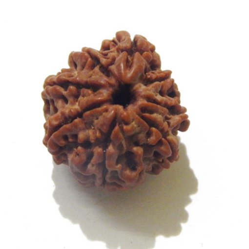 8 Face Nepali Rudraksha