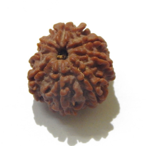 8 Face Nepali Rudraksha