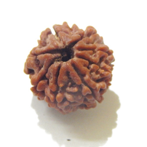 8 Face Nepali Rudraksha