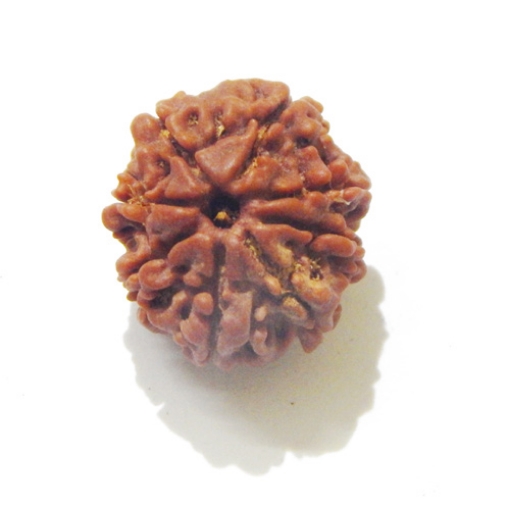 8 Face Nepali Rudraksha