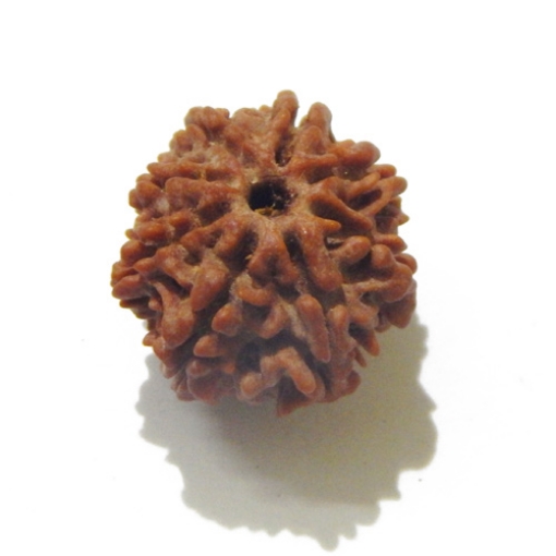 8 Face Nepali Rudraksha