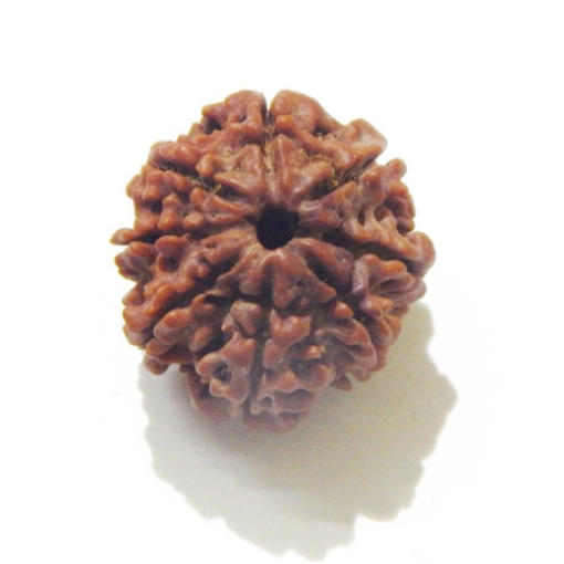 8 Face Nepali Rudraksha