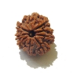 Nine Face Rudraksha