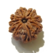 Nine Face Rudraksha