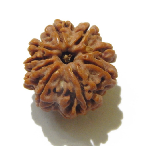 Nine Face Rudraksha