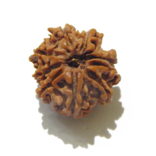 Nine Face Rudraksha