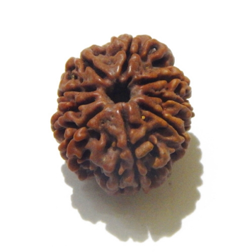 Nine Face Rudraksha