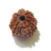 Nine Face Rudraksha