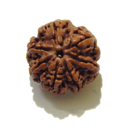 Seven Face Nepali Rudraksha 