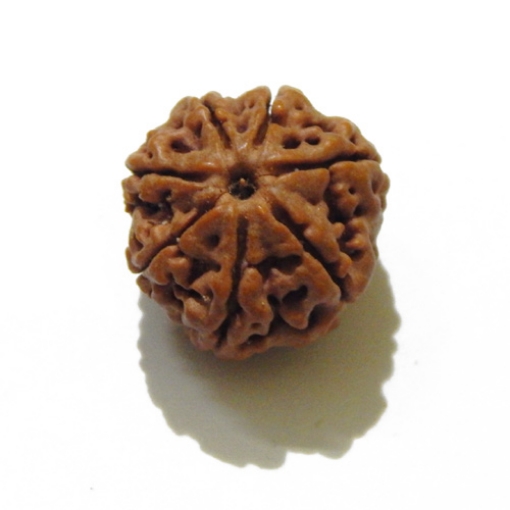 Seven Face Nepali Rudraksha 