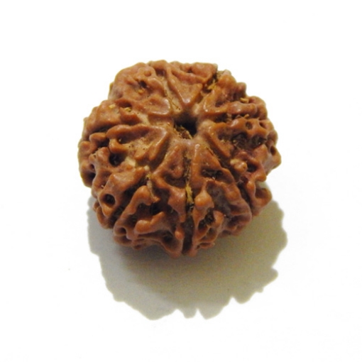 Seven Face Nepali Rudraksha 