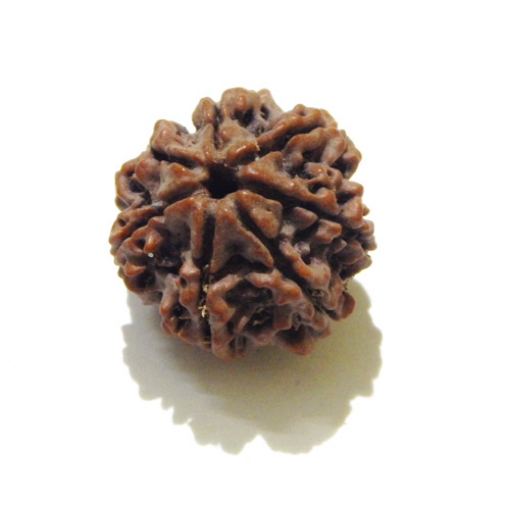 Seven Face Nepali Rudraksha 