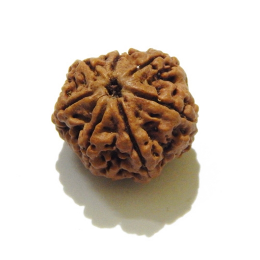 Seven Face Nepali Rudraksha 