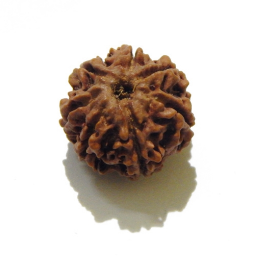 Seven Face Nepali Rudraksha 