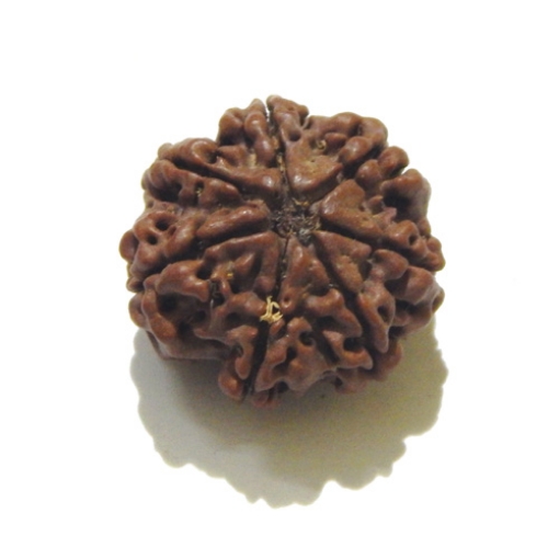 Seven Face Nepali Rudraksha 