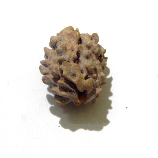 Two Face Himalayan Rudraksha