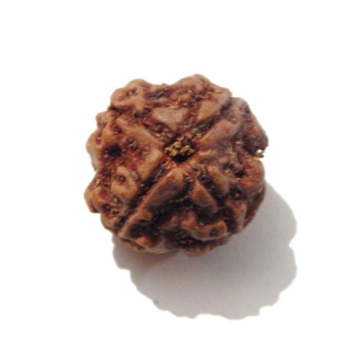 Four face nepali Rudraksha
