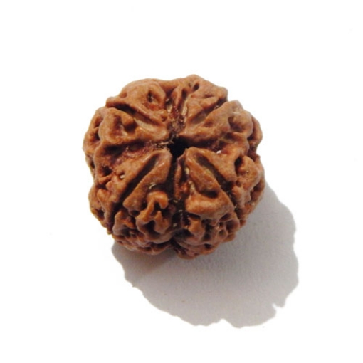 Four face nepali Rudraksha