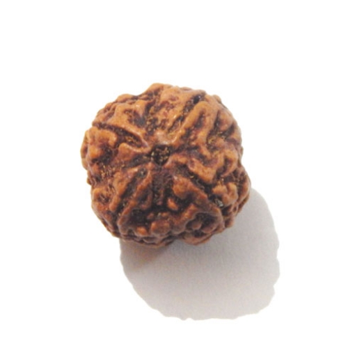 Four face nepali Rudraksha