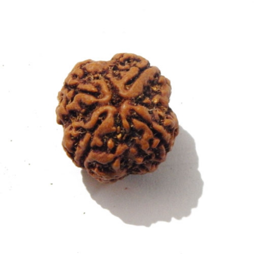Four face nepali Rudraksha