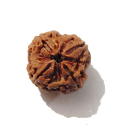Four face nepali Rudraksha