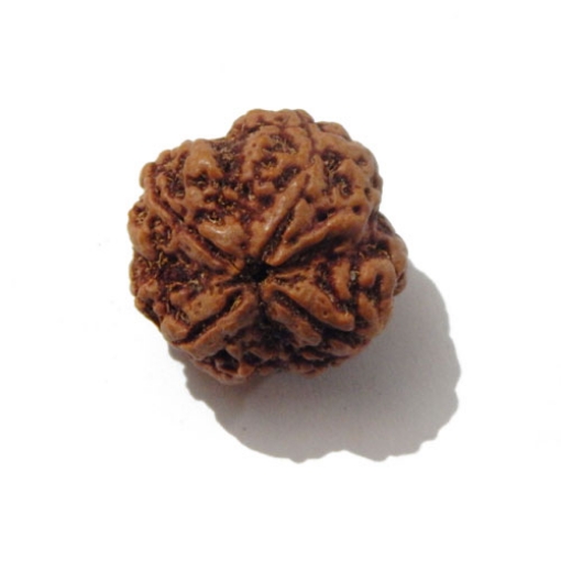 Four face nepali Rudraksha