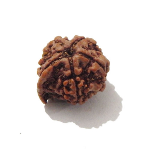 Ganesh Rudraksha
