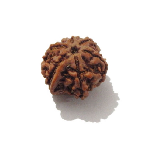 Ganesh Rudraksha