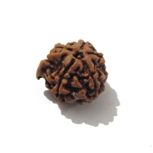 Ganesh Rudraksha