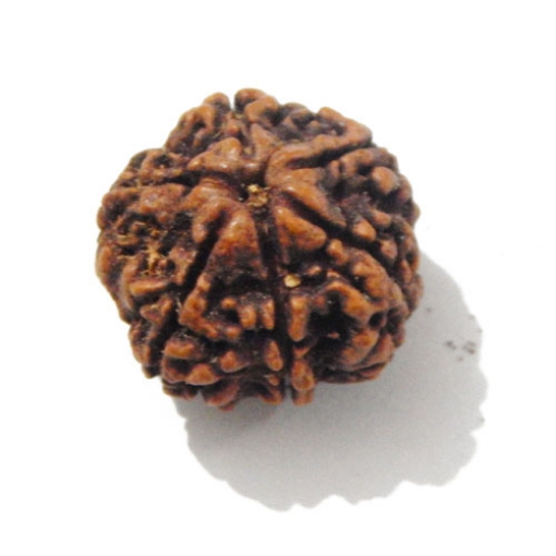 Six Mukhi Rudraksha