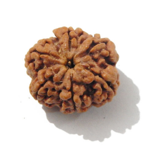 Six Face Rudraksha