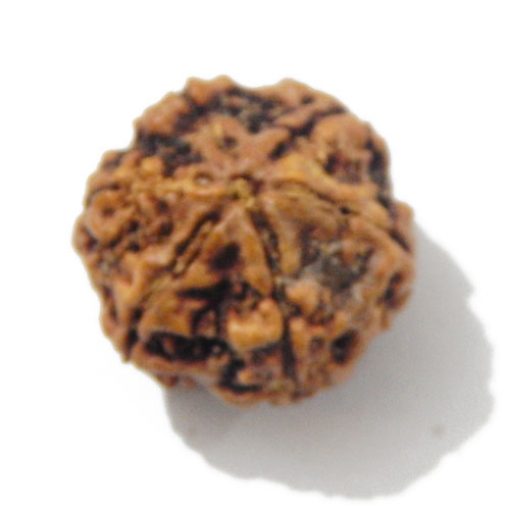 Six Face Rudraksha