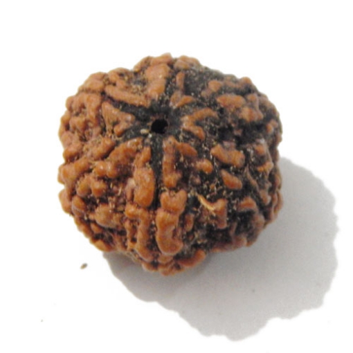 Six Face Rudraksha