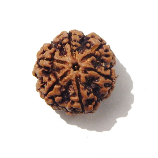 Six Face Rudraksha