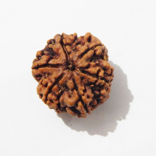 Six Face Rudraksha
