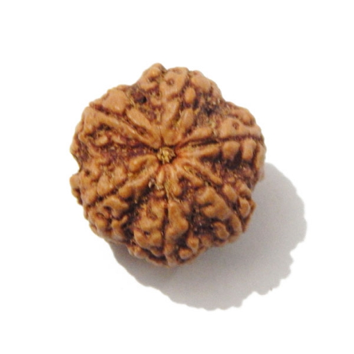 Six Face Rudraksha